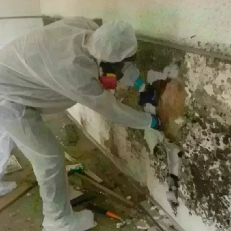 Mold Remediation and Removal in Agua Dulce, TX